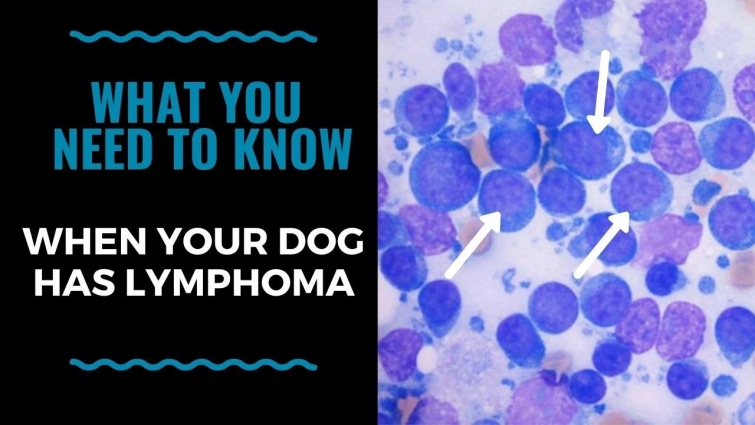 What You Need To Know When Your Dog Has Lymphoma VLOG 120