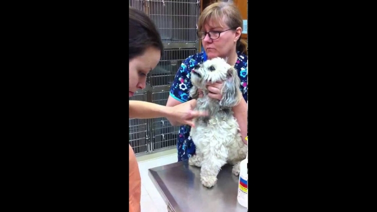 How Your Vet Draws Blood For A Blood Test