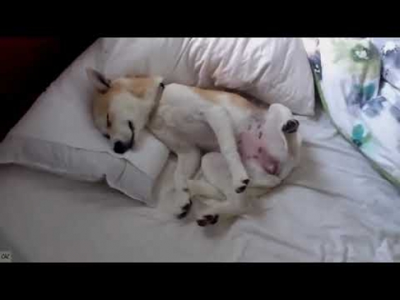 Adorable Shiba Inu puppy plays dead to avoid the vet- amazingly convincing!