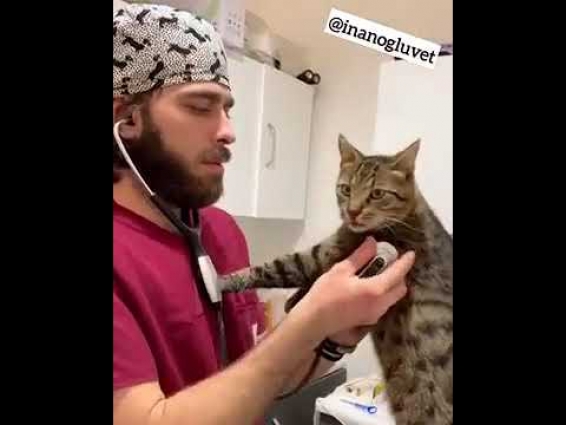 Veterinere Sinirlenen Hayvanlar 2. nanoluvet Animals angry at the vet
