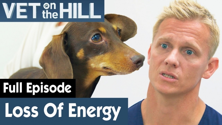 🐶 Gigi The Dachshund Has Lost All Energy | FULL EPISODE | S03E01 | Vet On The Hill