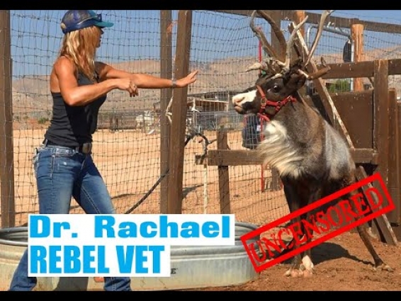 Rebel Vet Episode 25 Reindeer Games