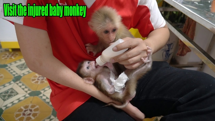 Dad and Princess Rosi went to the veterinary hospital to visit the injured baby monkey