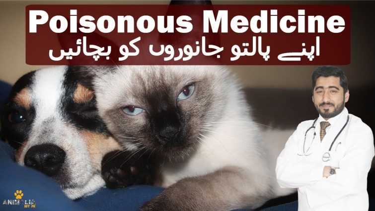 Brufen Toxicity In Pets || Killing Medicine || Vet Furqan Younas