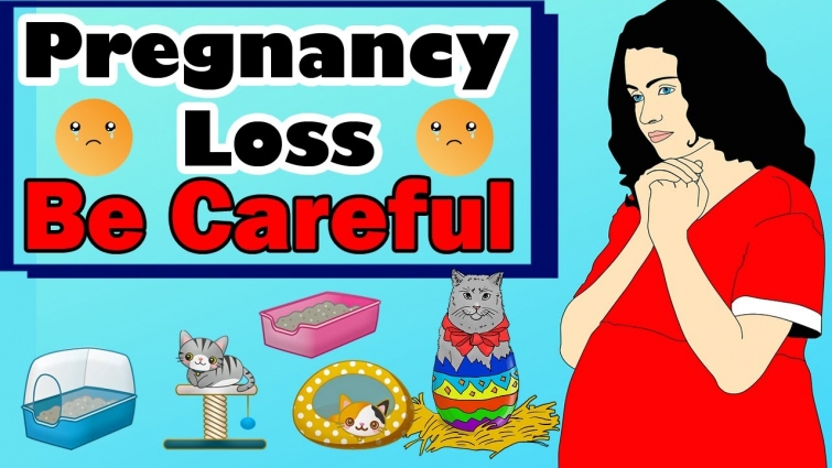 Are Cats a Threat to Pregnancy In Humans? || Vet Furqan Younas