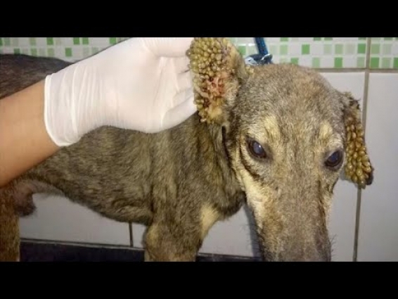 Rescue dog Removing hundreds Big Ticks From Dog's Ear and son