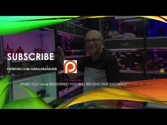 Fish disease cases by fish doctor Gerald Bassleer on Patreon