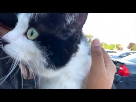 Unhappy Cat at the Vet