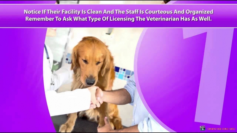 Veterinarian Services Video Advert