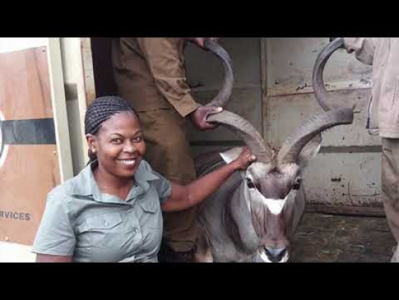 Veterinarian | My background, working as a veterinarian in Africa | Part 1