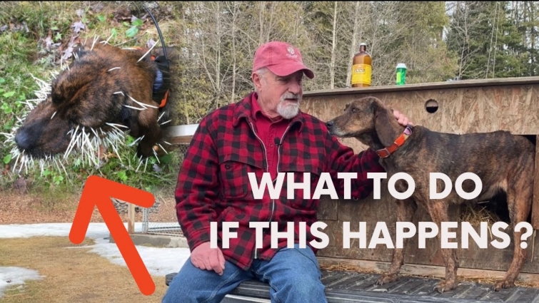 PORCUPINES: How do you keep your Hounds safe?  What do you do in an emergency?
