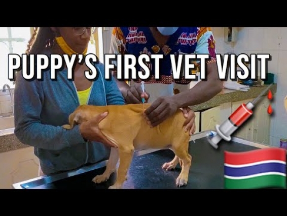 PUPPIES GET THEIR FIRST SHOTS IN THE GAMBIA!!! 💉🇬🇲 | VLOG