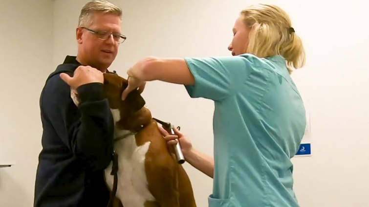 Taking BOTH My Boxer Dogs To The Vet: Annual Check-up, Vaccine Shots And Removing Sammie's Stitches.