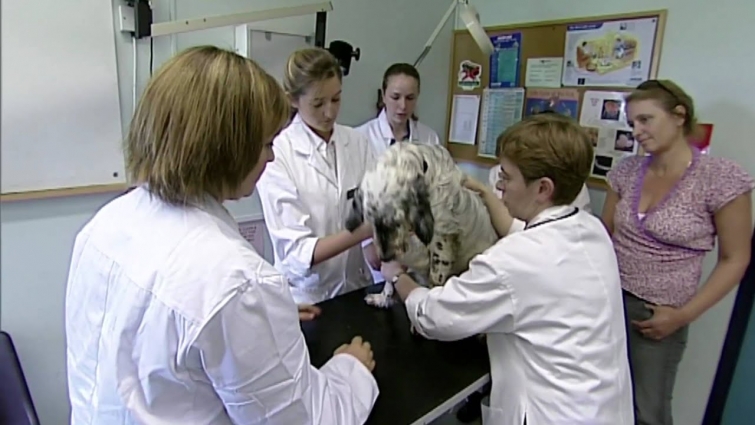 Royal Veterinary College Case Study