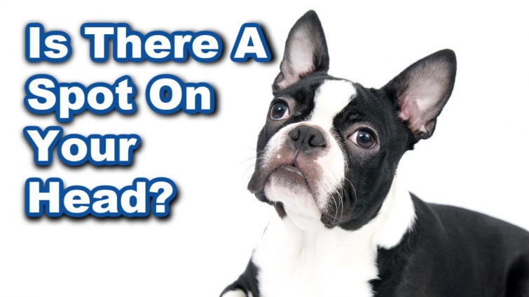 Does Your Boston Terrier Have A Spot On Their Head? Why?