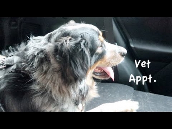 Vet Appt.