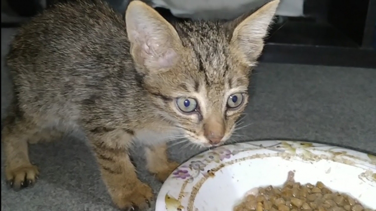 Rescue Kitten Is Feeling Much Better After Vet Hospital Visit