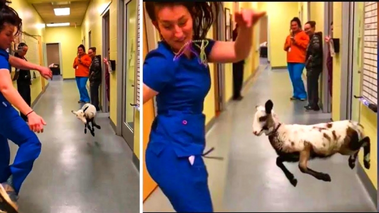 Veterinarian Does Hilarious Dance Off With Cutest Little Lamb