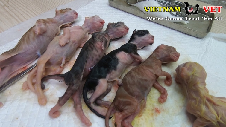 Healing and Reviving for 6 baby newborn kittens – Thanks God for Saving them!
