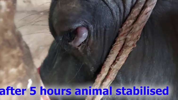 angioedema in cattle how vet treated/ allergies in animals