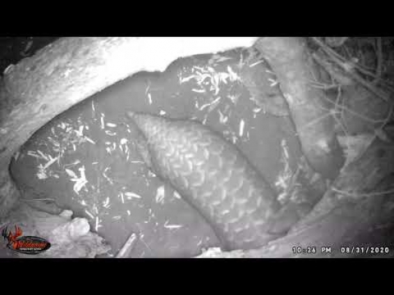Pangolin pup born to mother rescued from the illegal wildlife trade.
