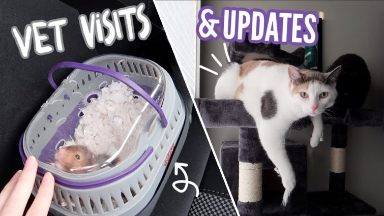 Vet visits and updates! VLOG