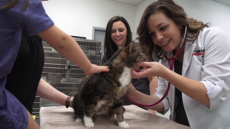 Founder's Video – Veterinary Emergency Group
