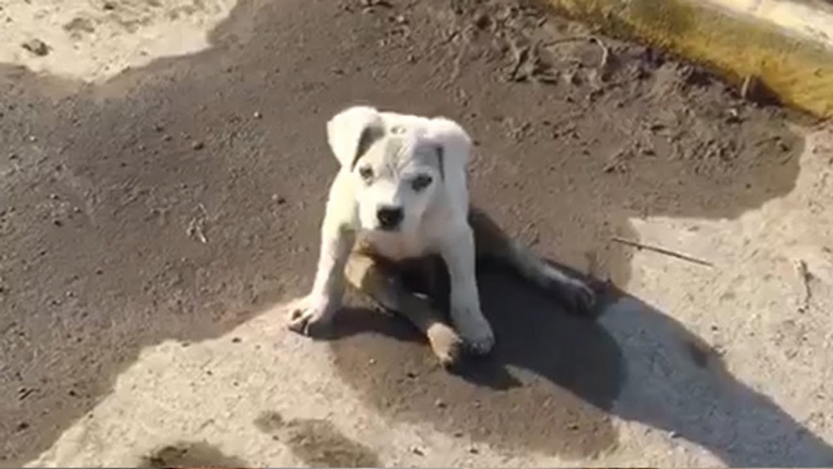Rescue Poor Puppy Was Broken Spine & Hip, Live Painful Days On The Street