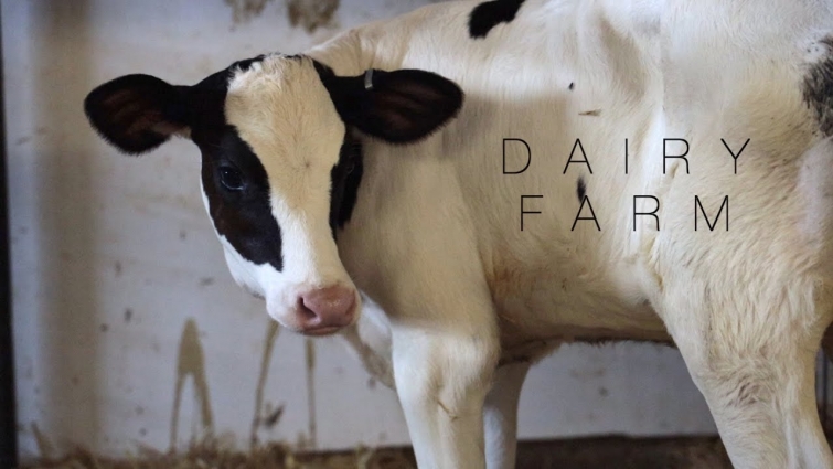 An Inside Look at the Life of a Wisconsin Farmer