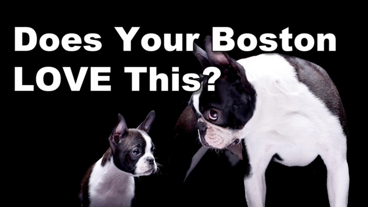 10 Things Boston Terriers ABSOLUTELY LOVE!!!