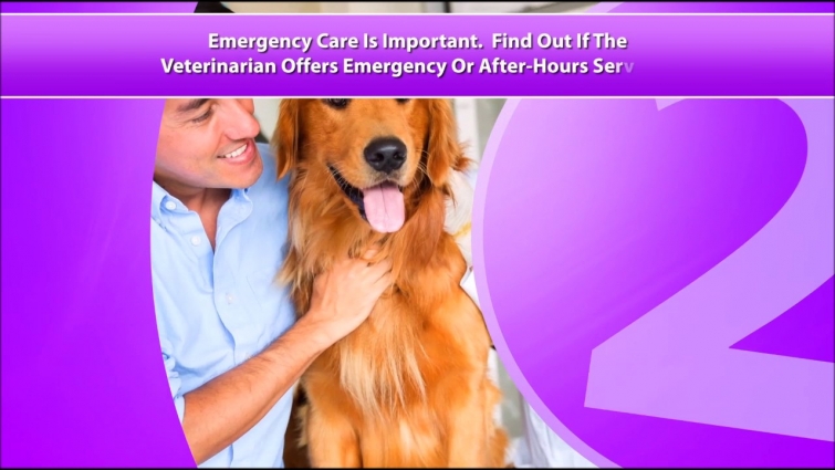 Veterinarian Sample – CALL 920.320.9123 NOW For More Info!