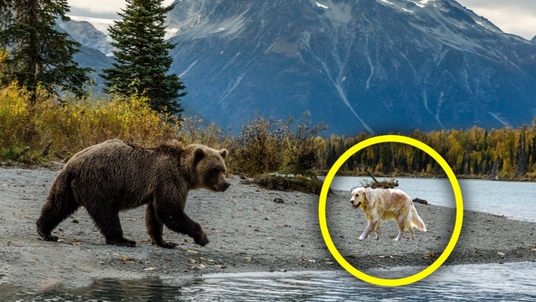 MAN SEES WILD BEAR APPROACHING A DOG, WHAT HAPPENS NEXT LEAVES HIM SPEECHLESS