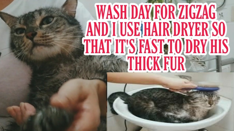 Towel it's not enough to dry my cat fur || Need hair dryer and Zigzag love it.