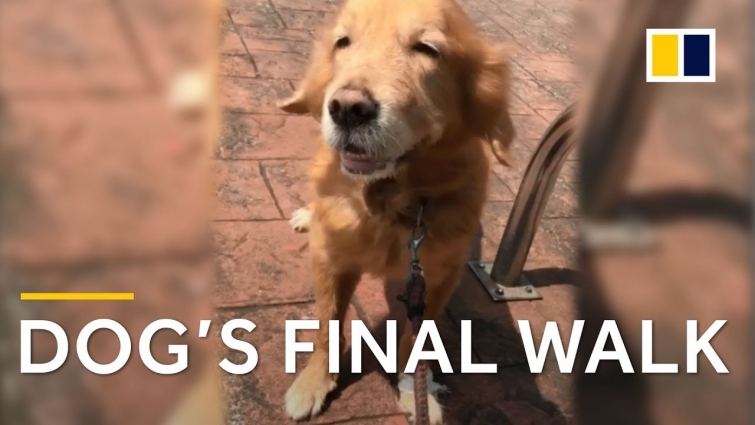 Elderly golden retriever’s final walk prompts owner’s touching letter