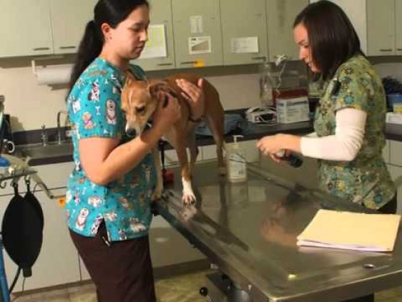 Vista Veterinary Hospital – Veterinarian Kennewick, WA
