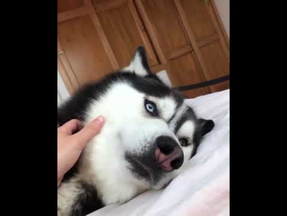funny dogs Heidie