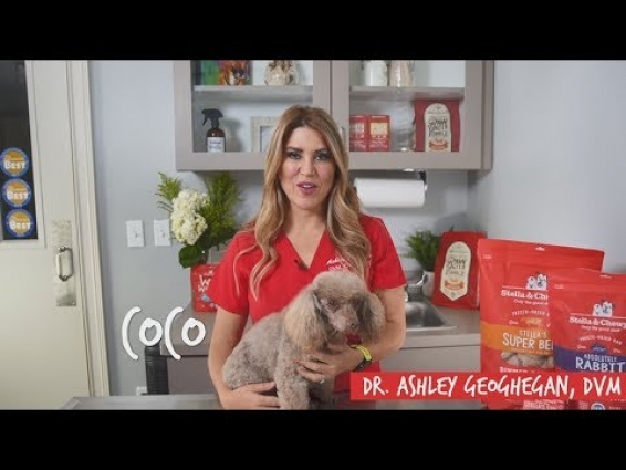 How to Know if Your Pet Has a Food Allergy with Veterinarian Dr. Ashley Geoghegan