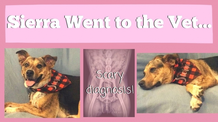 Sierra Went to The Vet