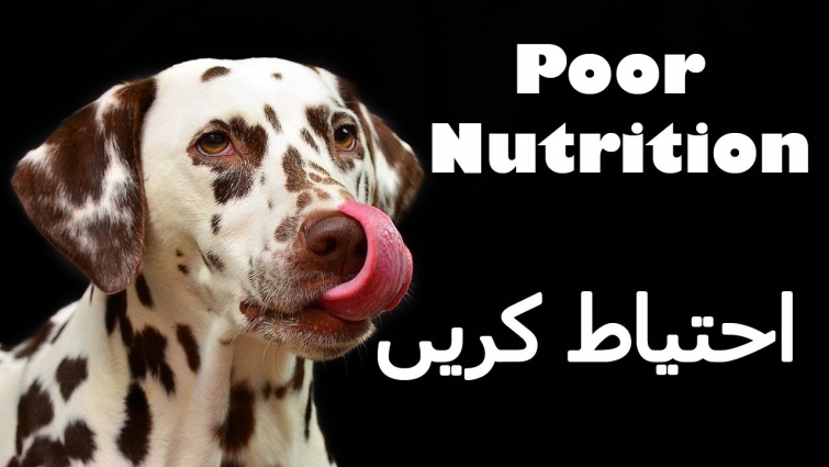 5 Common Dog Illnesses that are Impacted by Nutrition || Vet Furqan Younas