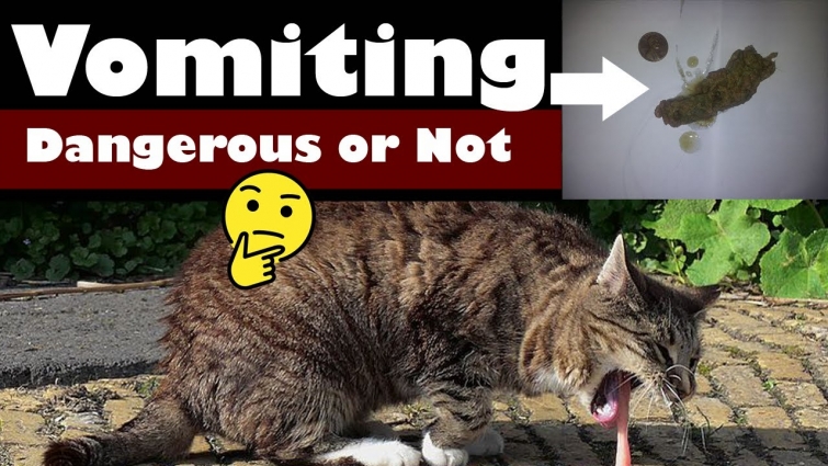 Hairballs in Cats || Causes & Symptoms  || Vet Furqan Younas