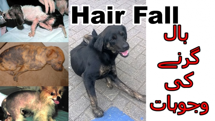 Reasons Of Hair Fall In Dogs || Vet Furqan Younas