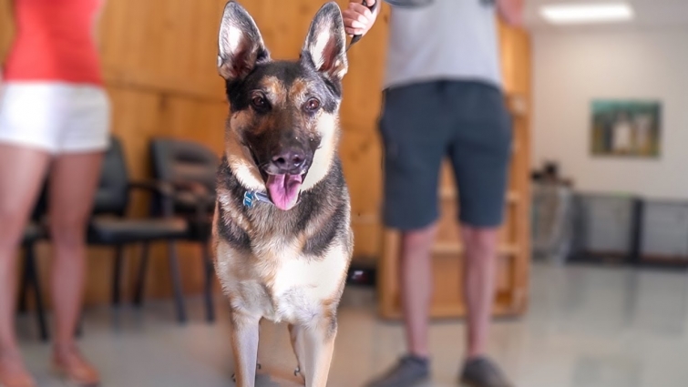 THE VETERINARIAN SAID PUT HIM DOWN…