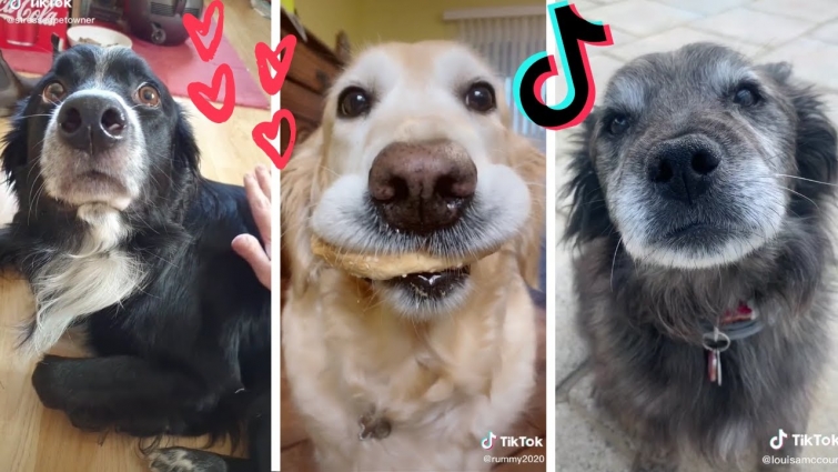 Dogs Doing Funny Things TIK TOK Compilation ~ Cutest Doggos of TikTok ~ Puppies