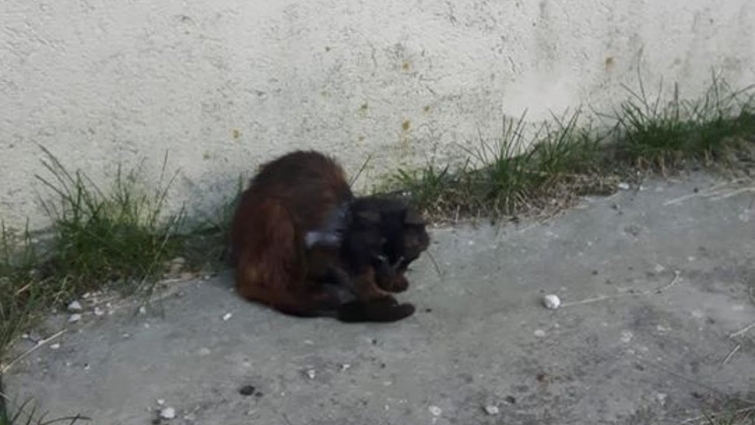 Rescue Poor Stray Cat Alone and Sadness on the Road in Very bad Condition Transformed and Happy