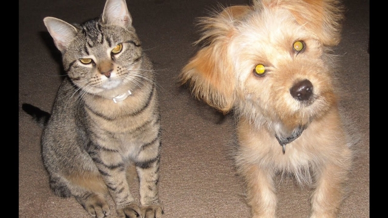 Pine Street Animal Hospital – Best Veterinarian in Spartanburg SC