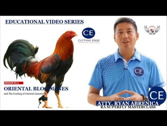 ORIENTAL BLOODLINES CHARACTERISTICS | MASTERCLASS | CUTTING EDGE VET SOLUTIONS