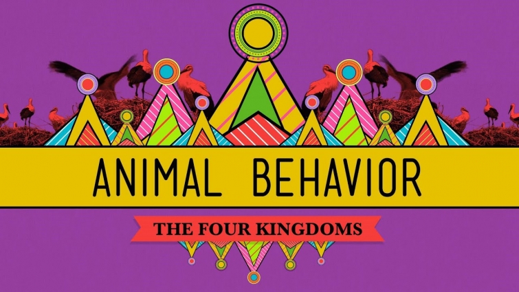 Animal Behavior – CrashCourse Biology #25