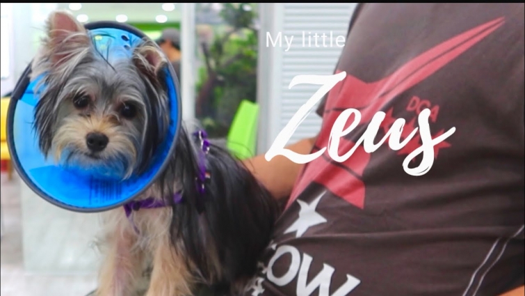Vlog 7 : Taking my dog to the vet | Kooky Teves