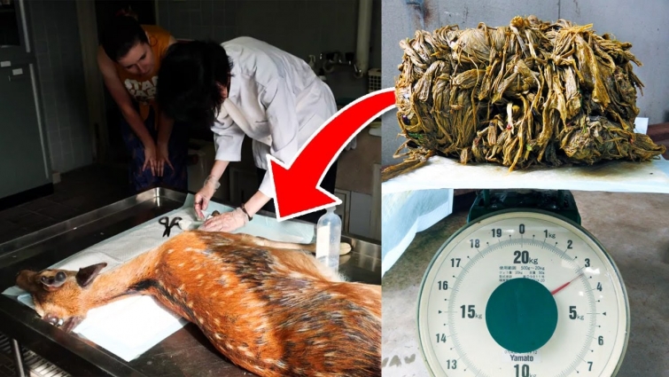 Vet Opens Starving Deers Stomach. Their Hearts Break When They Find What's Inside.