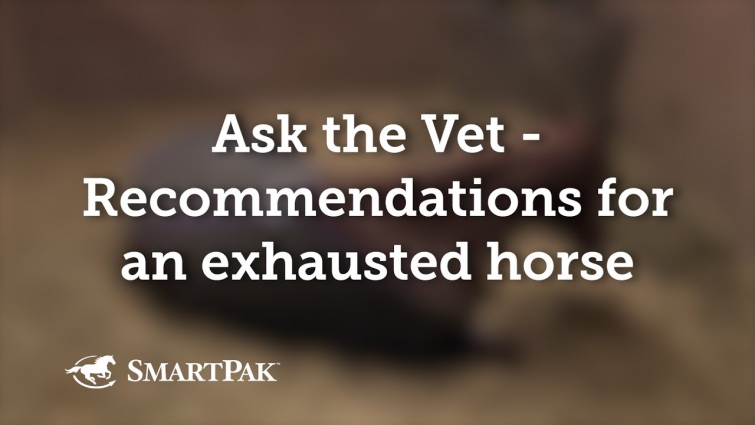 Ask the Vet – Recommendations for an exhausted horse